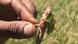 A locust held between the fingers of a man's hand A locust held between the fingers of a man's hand
