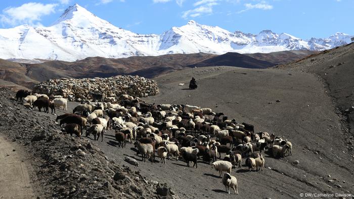 Las ovejas buscan pasto para mordisquear en la tierra ahora seca debajo de las montañas del Himalaya en la India.