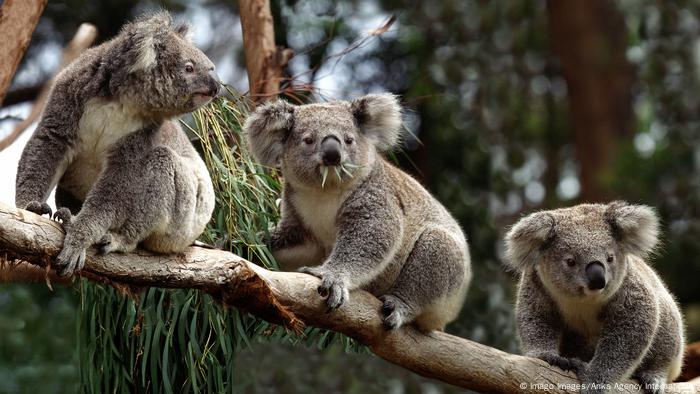 Tres koalas en un árbol en Australia.