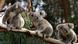Australien Koalas Australien Koalas
