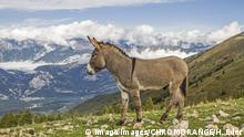 Esel auf einer Bergwiese im Trentino - Donkey on a mountain meadow in Trentino *** Ass on a Mountain meadow in Trentino Donkey ON a Mountain Meadow in Trentino PUBLICATIONxINxGERxSUIxAUTxHUNxONLY 1036105959 