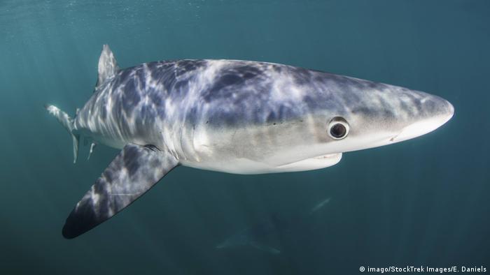 A blue shark swimming through the water.
