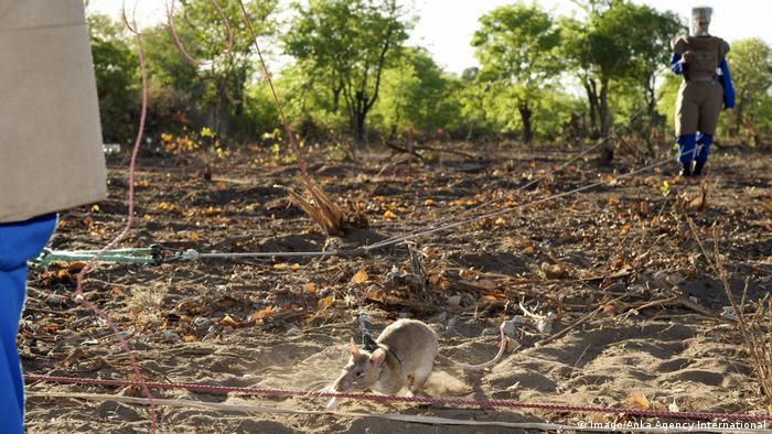 A rat runs over a field as it sniffs out land mines (Imago/Anka Agency International)