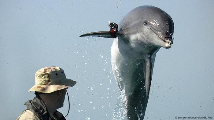  US Navy Naval Special Clearance Team-One Minensuchdelphin (picture-alliance/dpa/B. Aho)