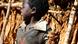 Child farmer gathering tobacco leaves in Malawi Child farmer gathering tobacco leaves in Malawi