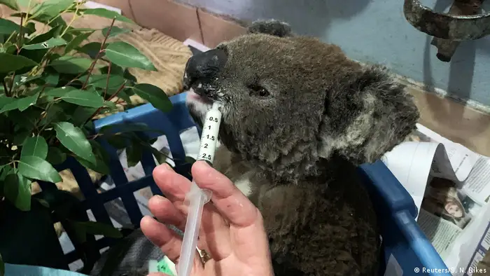 Los koalas son vulnerables y están amenazados de extinción, y los incendios los exponen a un peligro mayor aún.