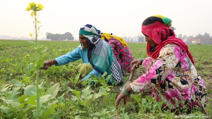 Women work in a pea field which uses crop rotations to improve soil health near Karnal, Haryana (DW/Catherine Davison)