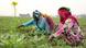 Two people crouching in a green field Two people crouching in a green field