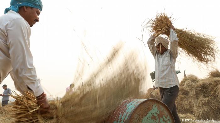 Seasonal migrant workers hand-harvest basmati rice in a field near Karnal, Haryana(DW/Catherine Davison)