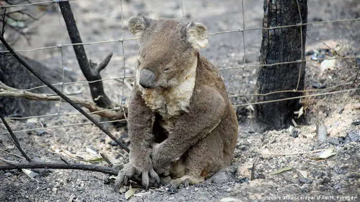 Buschbrände in Australien: IFAW pflegt verletzte Tiere (picture-alliance/dpa/ IFAW/M. Filinger )