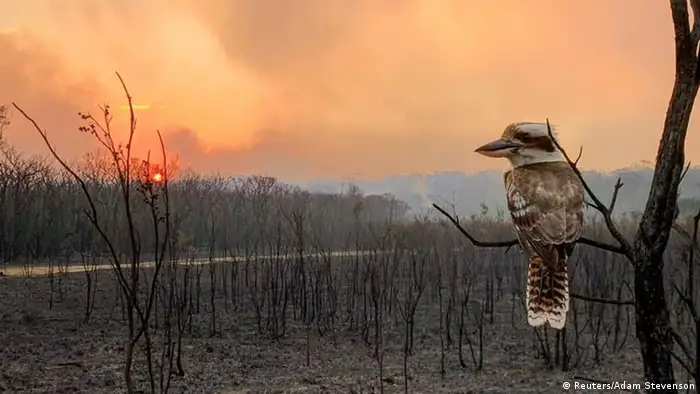 A kookaburra perches on a branch in a fire-ravaged forest. 
