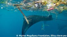 Reef manta rays and whale sharks accidentally ingest damaging microplastics in Indonesian waters, according to new research published in Frontiers in Marine Science.