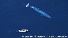 Las ballenas azules son amenazadas por el alto tráfico pesquero de la patagonia chilena