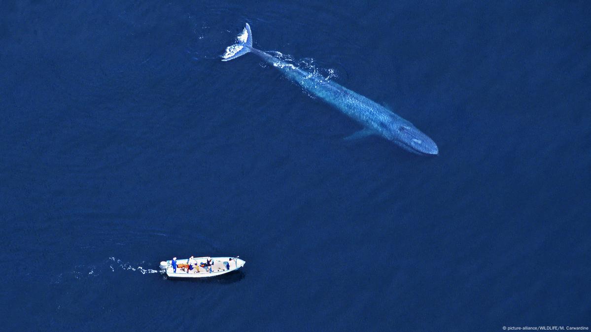 ballena derramada de petroleo