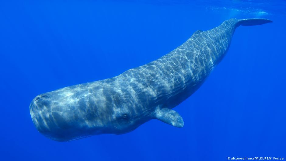 tragedia A fondo Ilegible información sobre la ballena azul ciclo ...