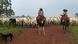 Two men on horses and cattle in the background Two men on horses and cattle in the background