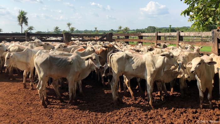 Sob críticas de maus-tratos, exportação de gado vivo dispara