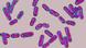 Bakterien Clostridium difficile Bakterien Clostridium difficile