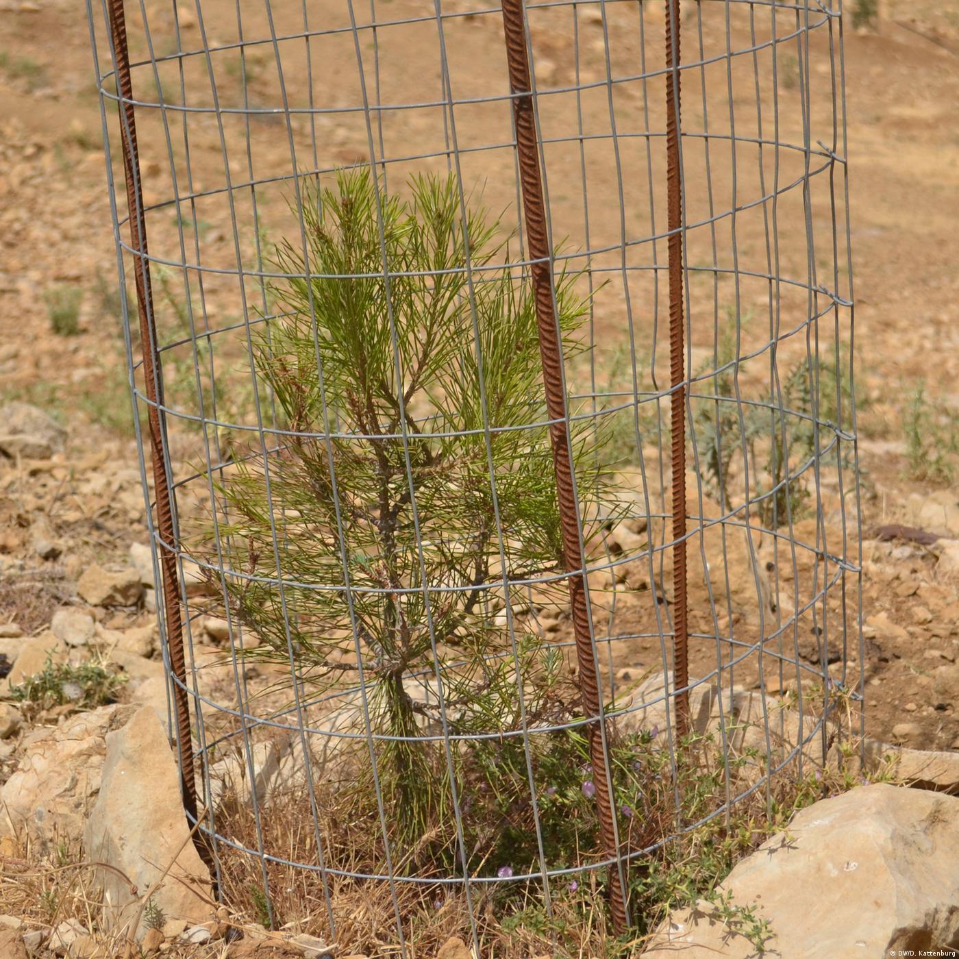 Living Planet: Wildfires and reforestation
