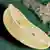 Australian Pflanze l  Finger lime (Citrus australasica) - Limettenkaviar