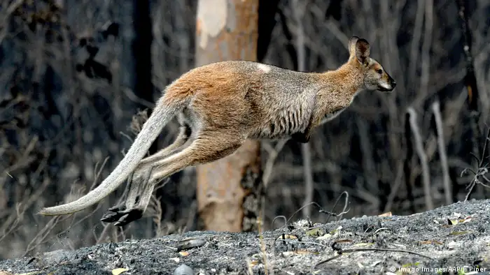 BdTD Australien Känguru auf Futtersuche nach den schweren Waldbränden (Imago Images/AAP/J. Piper)