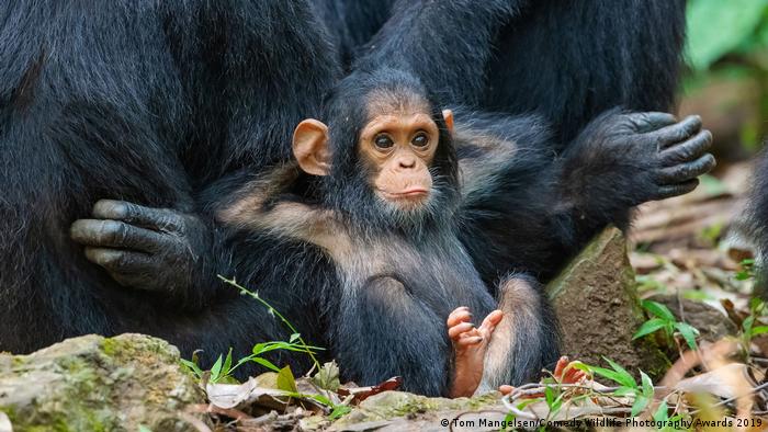 Baby chimp leans back against his mother with hands behind his head.