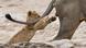 Un león cachorro juega a atrapar la cola de un león adulto. Un león cachorro juega a atrapar la cola de un león adulto.