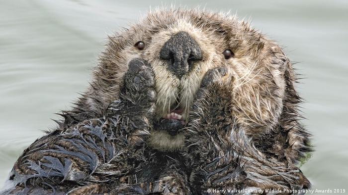 Cute otter grabs its cheeks like Macaulay Culkin in Home Alone