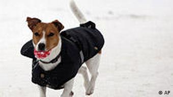 Jack Russell dog with jacket running in the snow