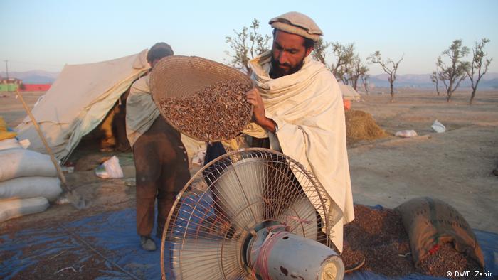Pinienkern-Ernte in Afghanistan (DW/F. Zahir )