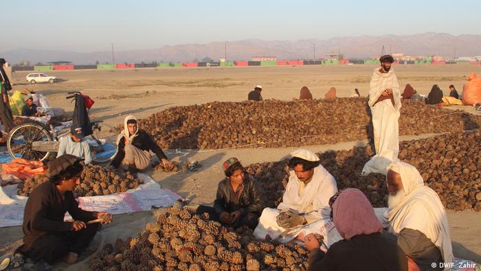 Pinienkern-Ernte in Afghanistan
