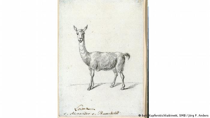 Zeichnung eines Lamas von Alexander von Humboldt aus der Ausstellung Wilhelm und Alexander von Humboldt im DHM Berlin. (bpk /Kupferstichkabinett, SMB / Jörg P. Anders)