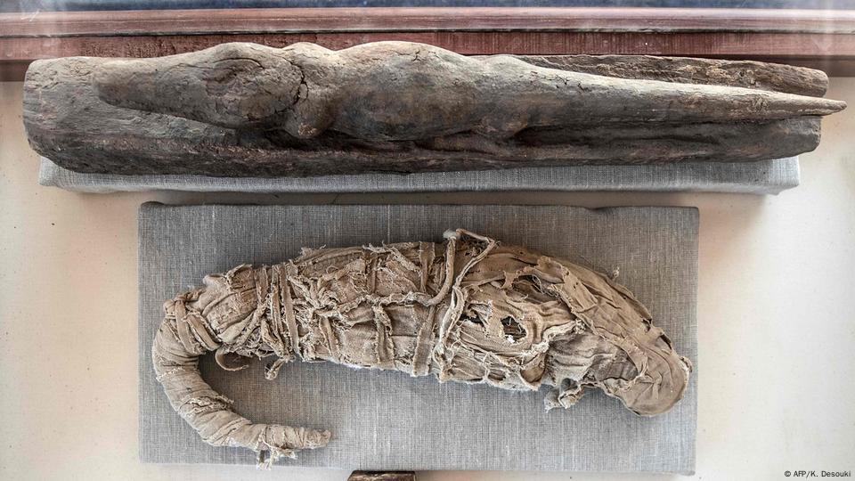 Egypt unveils animal mummies – DW – 11/23/2019