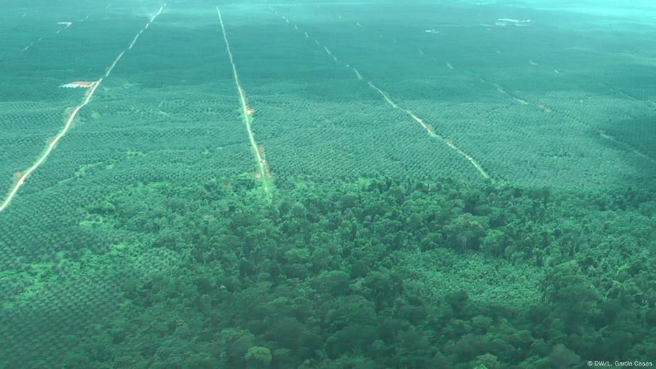 Claro que sí podemos reforestar la Amazonía! Claro que sí podemos reforestar la Amazonía!