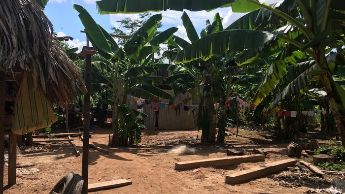 Plantas de plátano en Santa Clara de Uchunya.