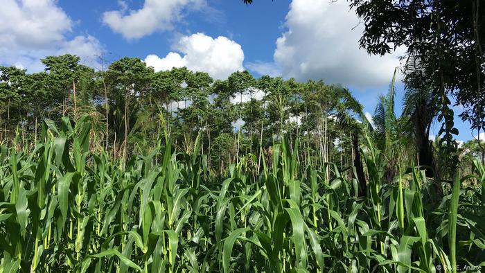 Todos los habitantes de Santa Clara de Uchunya tienen derecho a cultivar una chacra (parcela) dentro de las tierras comunales. 