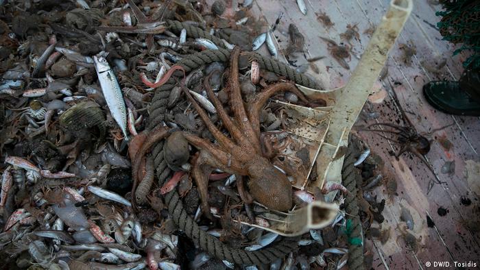 Griechische Fischer kämpfen gegen Plastikmüll (DW/D. Tosidis)