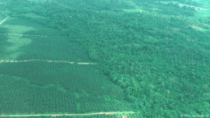 Foto de la Amazonía peruana.