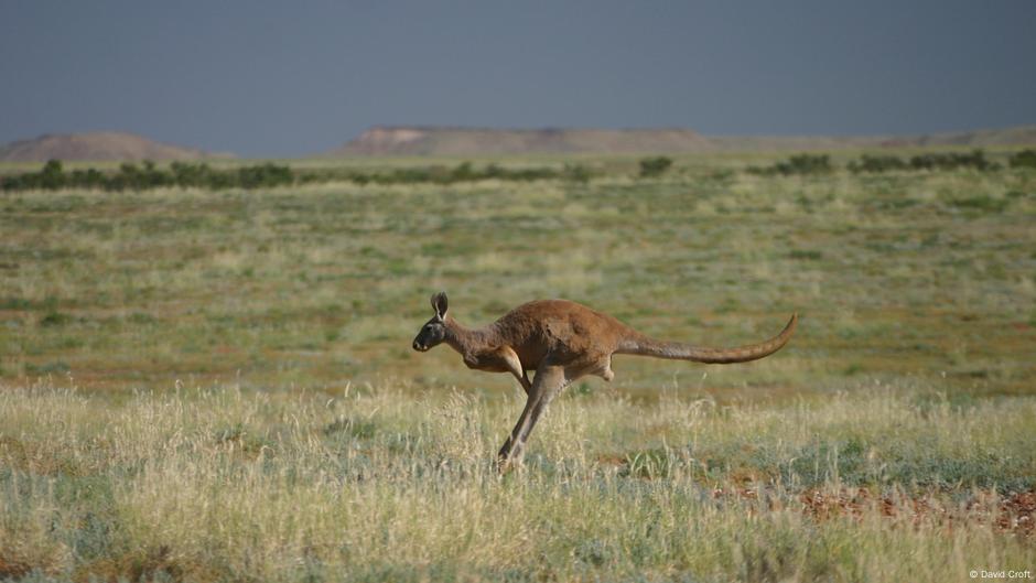 Kangaroos slaughtered in Australia for pet food exports Biology Diagrams