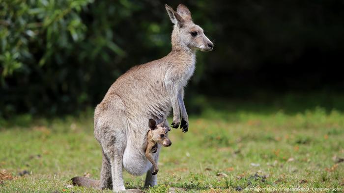 kangaroo diet for dogs