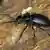 Meloe proscarabaeus, a European blister beetle, also referred to as an oil beetle, on a fallen tree