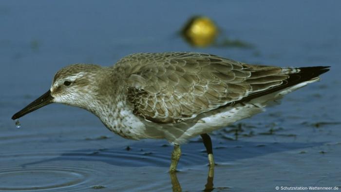 Wattenmeer Ein Paradies Fur Vogel Global Ideas Dw 16 01