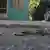 Foto simbólica de casquillos de bala en el asfalto en una imagen de archivo.
