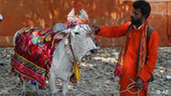 Toni Baba, 37, decorates his cow before taking it through the streets (Photo: AP/Rajesh Kumar Singh)