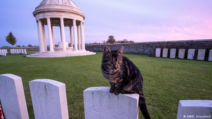 A cat guards the headstones of Indian troops at Bedford House Cemetery near Ypres, Belgium