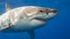Great white shark Great white shark