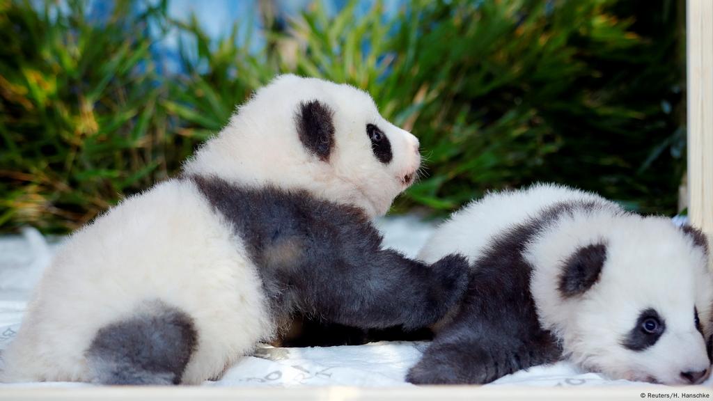 Berlin Zoo Reveals Names Of Panda Twins News Dw 09 12 2019