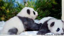 Berliner Pandazwillinge heißen Meng Xiang und Meng Yuan