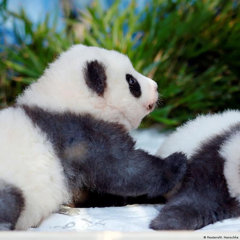 pictures of baby panda bears