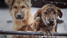 Pressestelle des Spendenmarathons für Tiere: https://www.spendenmarathon-tiere.de ++++ Tiere in Not